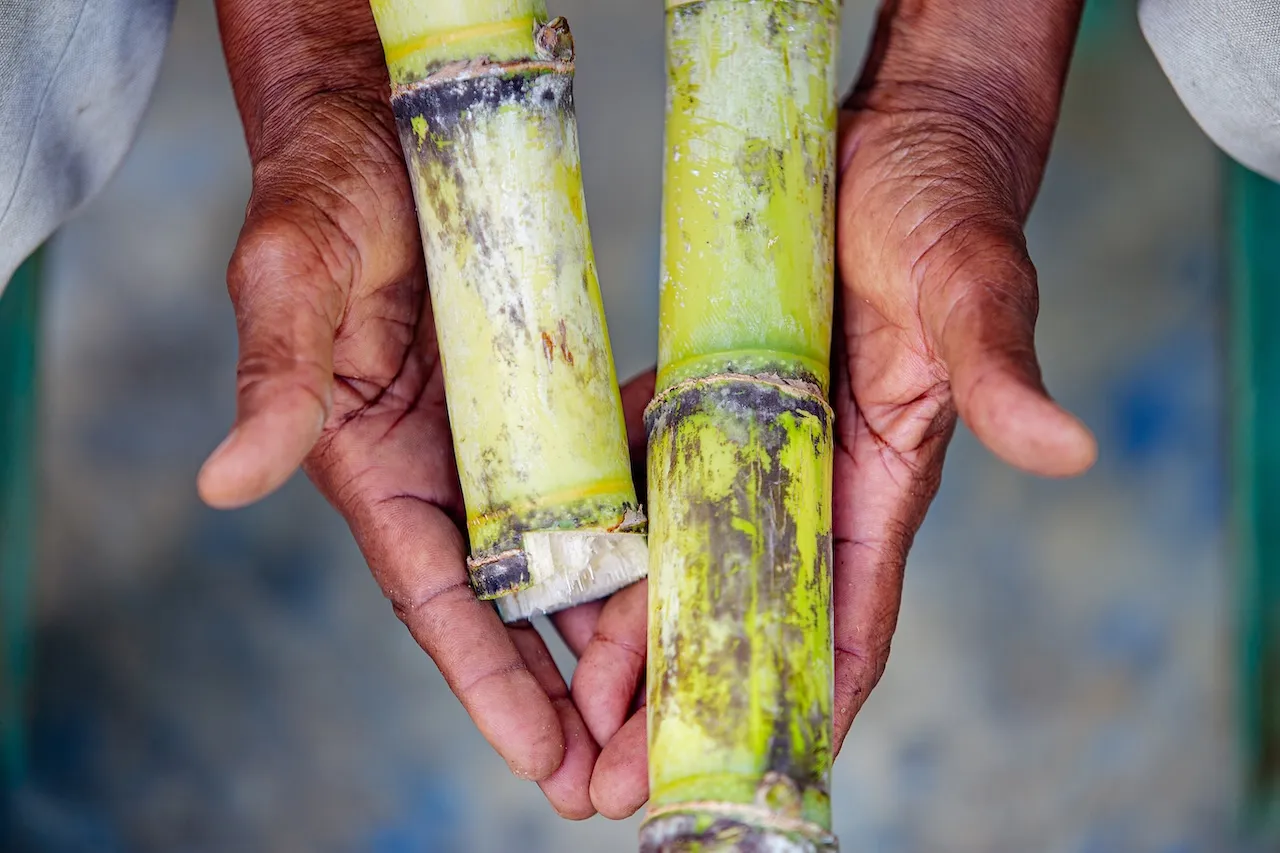 TRAS LA HUELLA DEL VICHE