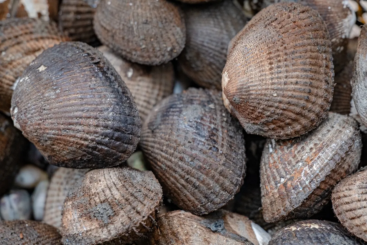 EL EMBRUJO DEL MANGLAR