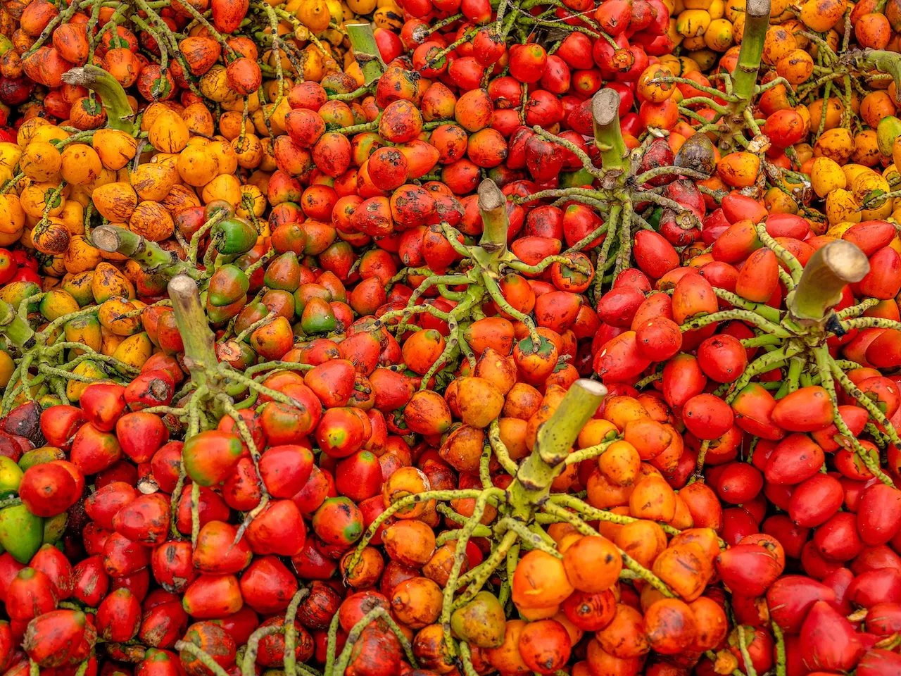 RELATOS, SABERES Y SABORES DE QUIBDÓ