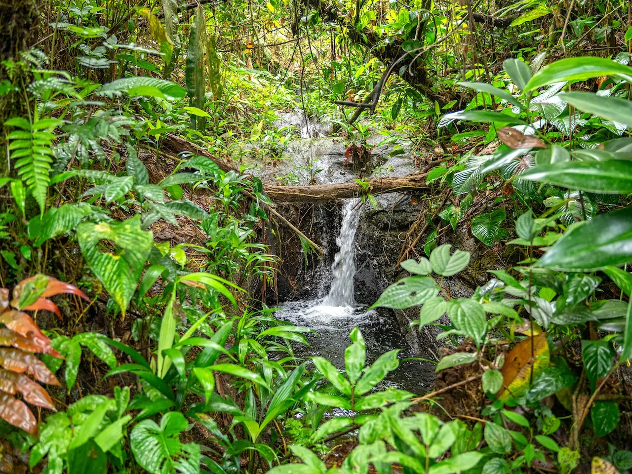 BIOÁGORA EL MARAÑÓN