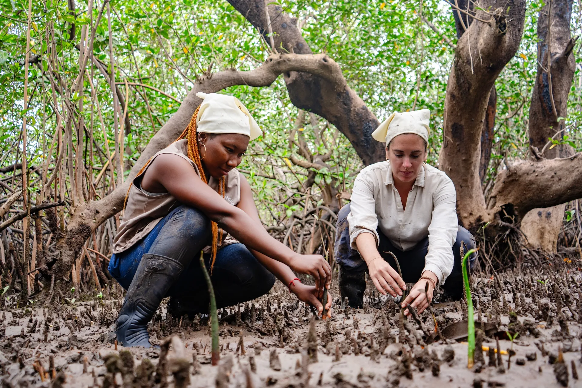 RUTA MANGLAR Y PIANGÜA