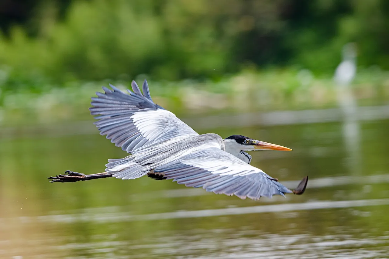RUTA NÁUTICA EL VUELO DEL GARZÓN AZUL