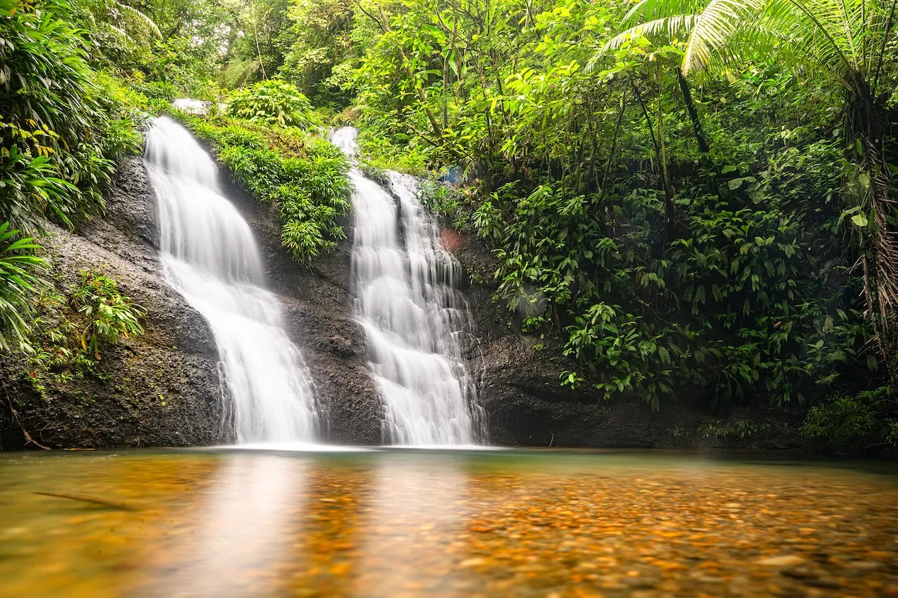 VENADO VERDE CASCADAS EL PARAÍSO